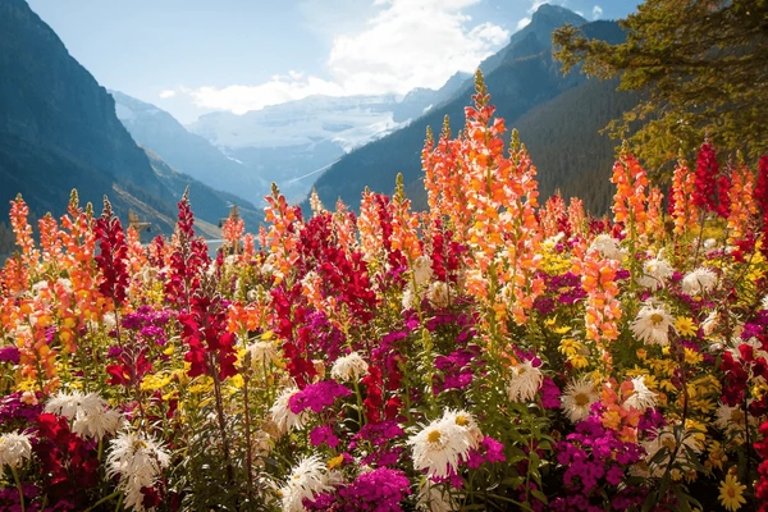 Record Wildflower Bloom Expected Across Western Canada